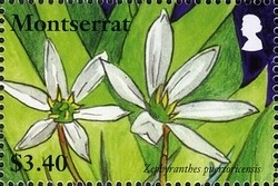 Colnect-1524-203-Lilies-of-Montserrat---Zephyranthes-puertoricensis.jpg