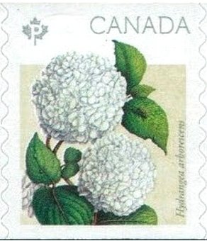 Colnect-3288-340-Hydrangea-arborescens.jpg