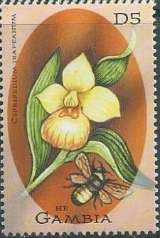 Colnect-2827-299-Cypripedium-irapeanum.jpg