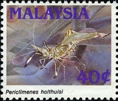 Colnect-5214-848-Holthuis-Shrimp-Periclimenes-holthuisi.jpg