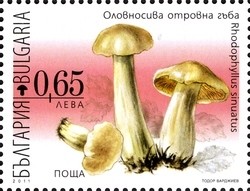 Colnect-1389-983-Poisonous-Mushrooms---Rhodophyllus-sinuatus.jpg