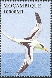 Colnect-1486-295-Red-billed-Tropicbird-Phaethon-aethereus.jpg