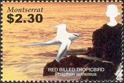 Colnect-1530-074-Red-billed-Tropicbird-Phaethon-aethereus.jpg