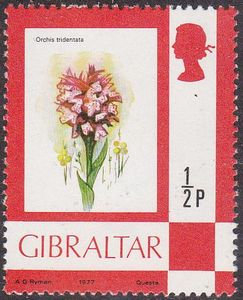 Colnect-1115-225-Flowers-Orchis-tridentata.jpg