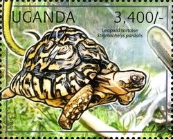 Colnect-1716-924-Leopard-Tortoise-Geochelone-pardalis.jpg