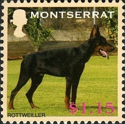 Colnect-1529-976-Rottweiler-Canis-lupus-familiaris.jpg