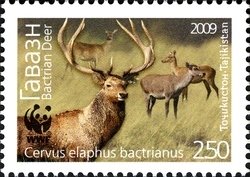 Colnect-1739-102-Bukhara-Deer-Cervus-elaphus-bactrianus.jpg