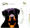 Colnect-330-818-Rottweiler-Canis-lupus-familiaris.jpg