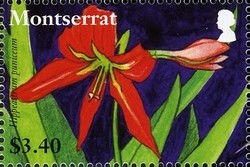 Colnect-1524-201-Lilies-of-Montserrat---Hippeastrum-puniceum.jpg