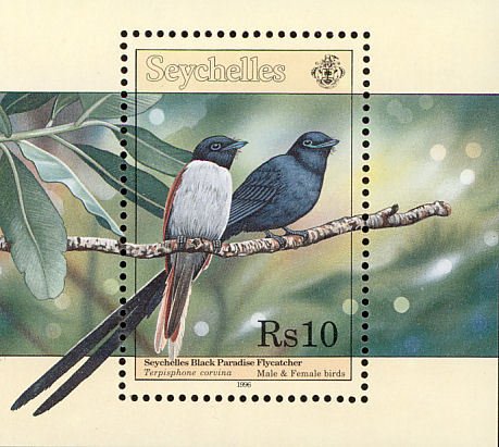 Colnect-1721-656-Seychelles-Paradise-Flycatcher-Terpsiphone-corvina.jpg