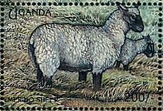 Colnect-1714-652-Merino-Sheep-Ovis-ammon-aries.jpg