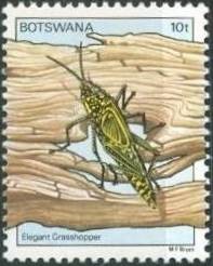 Colnect-1754-717-Elegant-Grasshopper-Zonocerus-elegans-.jpg