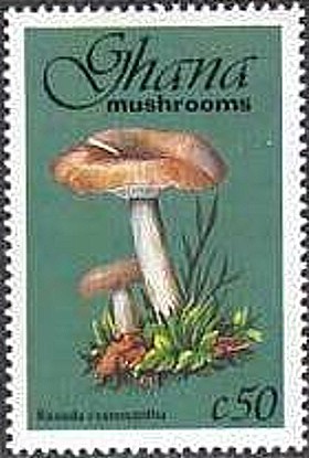 Colnect-2389-596-Russula-Cyanoxantha.jpg