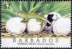 Colnect-1756-424-Barbados-Anole-Anolis-extremus.jpg