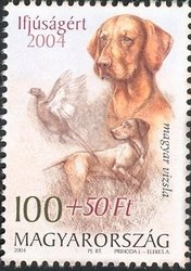 Colnect-500-318-Hungarian-Vizsla-Canis-lupus-familiaris-Common-Pheasant-.jpg
