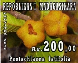 Colnect-1458-425-Pentachlaena-latifolia.jpg