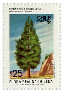 Colnect-673-897-Cypress-of-the-mountain-range-Austrocedrus-chilensis.jpg