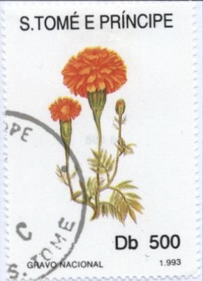 Colnect-938-273-Tagetes-patula.jpg