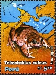 Colnect-1584-581-Titicaca-Water-Frog-Telmatobius-culeus.jpg