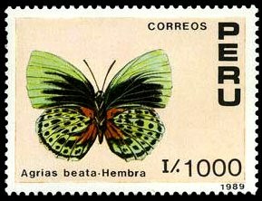 Colnect-1646-074-Nymphalid-Butterfly-Agrias-beata---Female.jpg