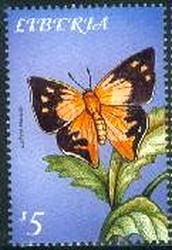 Colnect-2291-744-Moth-Butterfly-Liphyra-brassolis.jpg