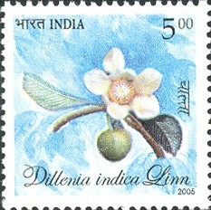Colnect-542-347-Flora-and-Fauna-of-North-East-India---Dillenia-indica-Linn.jpg