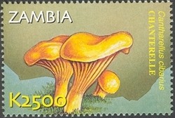 Colnect-934-609-Cantharellus-cibarius.jpg