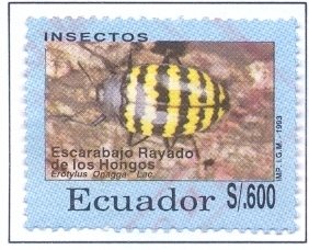 Colnect-2547-440-Beetle-Erotylus-onagga.jpg