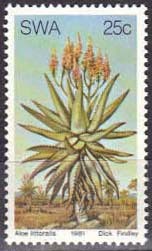 Aloe-littoralis.jpg
