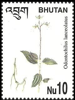 Colnect-1816-101-Odontochilus-lanceolatus.jpg