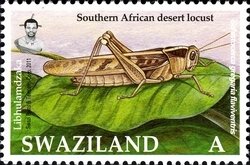 Colnect-1696-557-Southern-African-Desert-Locust-Schistocerca-gregaria-flaviv.jpg