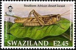 Colnect-1696-604-Southern-African-Desert-Locust-Schistocerca-gregaria-flaviv.jpg