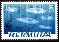 Colnect-1340-237-Atlantic-Bluefin-Tuna-Thunnus-thynnus.jpg