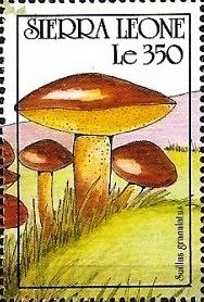 Colnect-3782-126-Suillus-granulatus.jpg