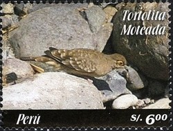 Colnect-1584-594-Bare-faced-Ground-dove-Metriopelia-ceciliae.jpg