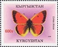 Colnect-1302-704-Clouded-Turan-Yellow-Colias-thisoa.jpg