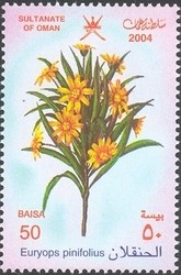 Colnect-1541-181-Euryops-pinifolius.jpg