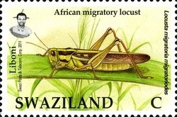 Colnect-1696-559-African-Migratory-Locust-Locusta-migratoria-migratoriodes.jpg