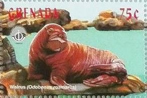 Colnect-4581-505-Walrus-Odobenus-rosmarus.jpg