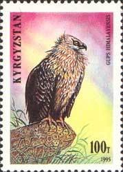 Colnect-990-624-Himalayan-Vulture-Gyps-himalayensis.jpg