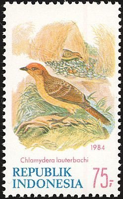 Colnect-1103-722-Lauterbach-s-Bowerbird-Chlamydera-lauterbachi.jpg