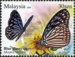 Colnect-1437-428-Blue-Glassy-Tiger-Ideopsis-vulgaris.jpg
