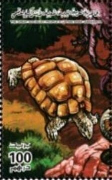 Colnect-5471-647-Turtle.jpg