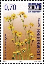 Colnect-1190-448-Arnica-montana.jpg