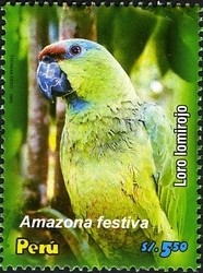 Colnect-1584-586-Festive-Amazon-Amazona-festiva.jpg