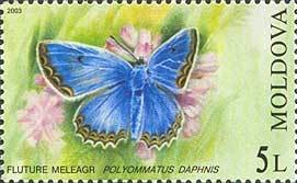 Colnect-191-825-Meleager-s-Blue-Polyommatus-daphnis.jpg