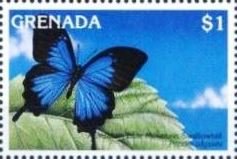 Colnect-4398-806-Australian-blue-mountain-swallowtail.jpg