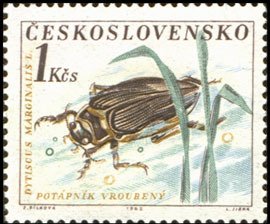 Colnect-441-178-Great-Diving-Beetle-Dytiscus-marginalis.jpg