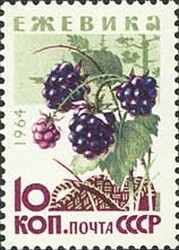 Colnect-873-611-Blackberries.jpg
