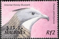 Colnect-961-798-Oriental-Honey-buzzard-Pernis-ptilorhynchus.jpg